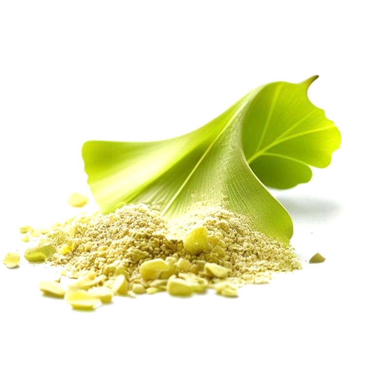 Ginkgo Biloba